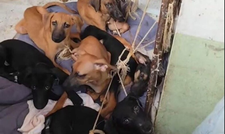 Activistas exigen audiencia sobre derechos de los animales
