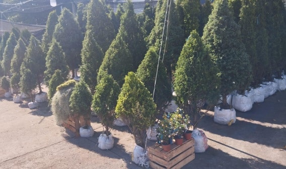 Arboles de Navidad con raÃƒÂ­z disponibles en Veracruz