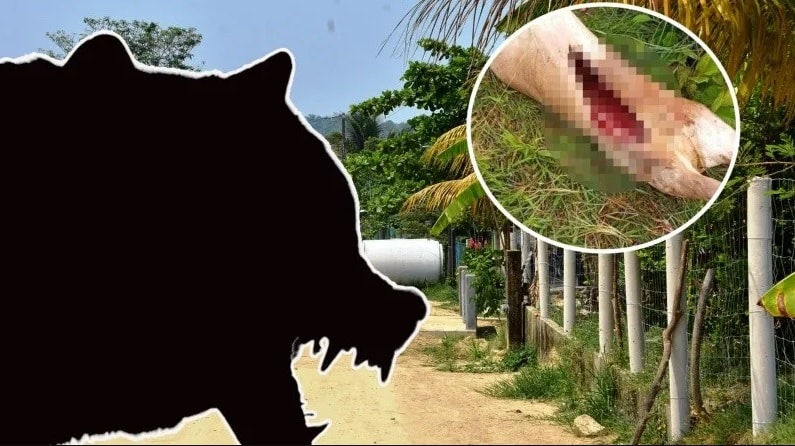 BiÃƒÂ³logo duda de jaguar: investiga otros depredadores en Coatzacoalcos