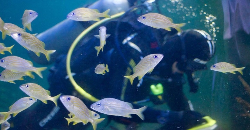 Buzos esenciales para el cuidado del Acuario de Veracruz
