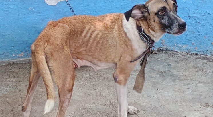 Caminata canina promueve respeto por animales y recolecta alimentos