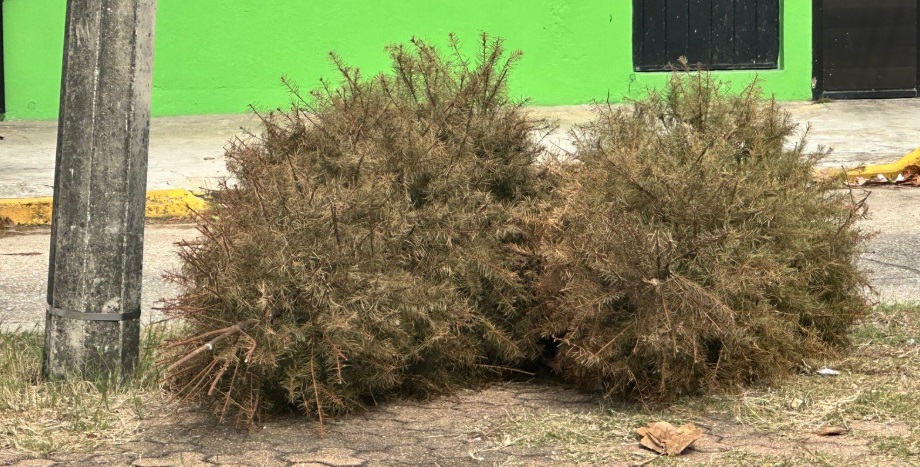 Ciudadanos de Coatzacoalcos abandonan pinos navideÃƒÂ±os en camellones