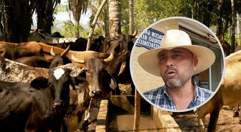 Confirman gusano barrenador en Coatzacoalcos; alertan a productores