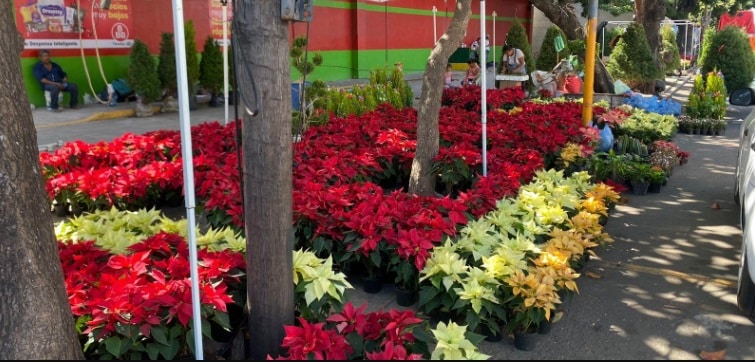 Consejos para conservar la flor de nochebuena en casa