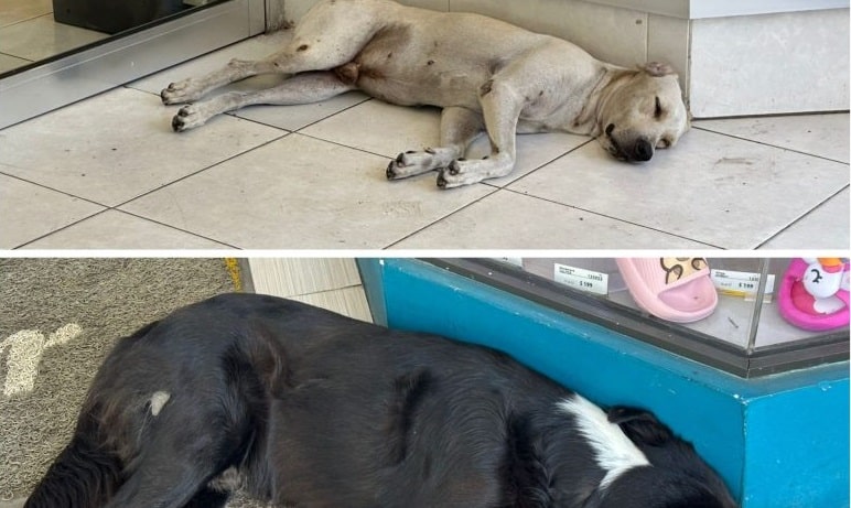 Cuida a tus mascotas del calor intenso en Coatzacoalcos