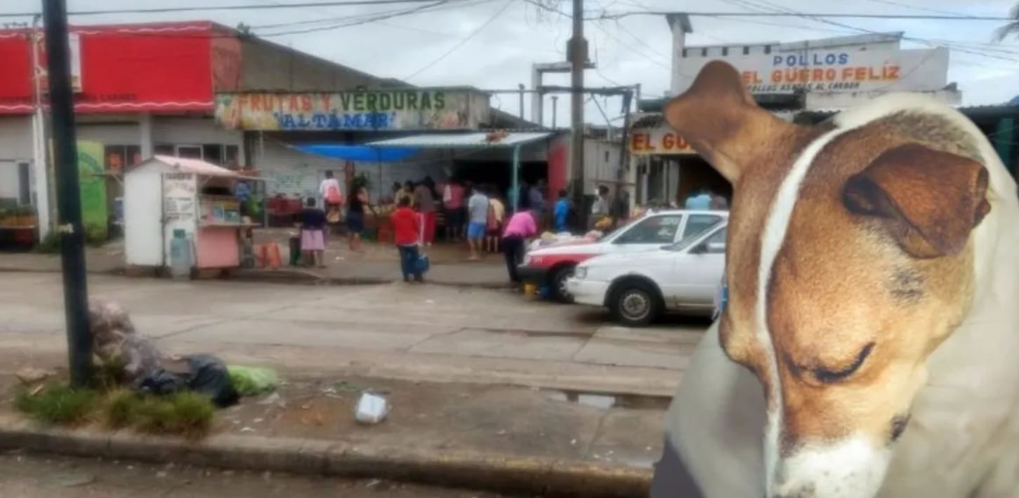 Denuncian envenenamiento masivo de perros en Coatzacoalcos