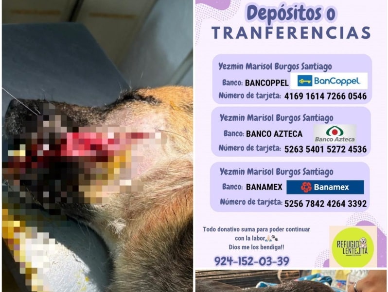 Dos perritos encontrados asesinados en Soconusco, Veracruz