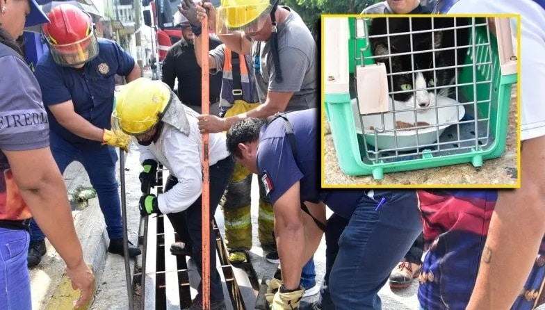 El gato Cheto une a Coatzacoalcos para salvarlo de peligro