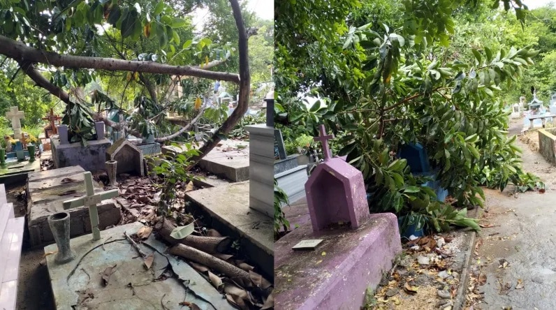 Exigen poda de ÃƒÂ¡rboles en panteÃƒÂ³n antiguo de Coatzacoalcos