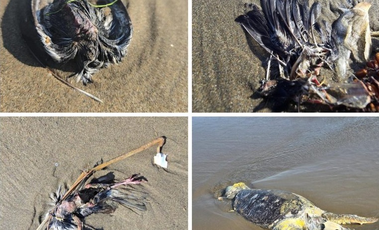 Extraña mortandad de aves y tortugas en Coatzacoalcos