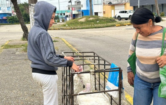 Familia de Coatzacoalcos mantiene tradición de venta de pavos
