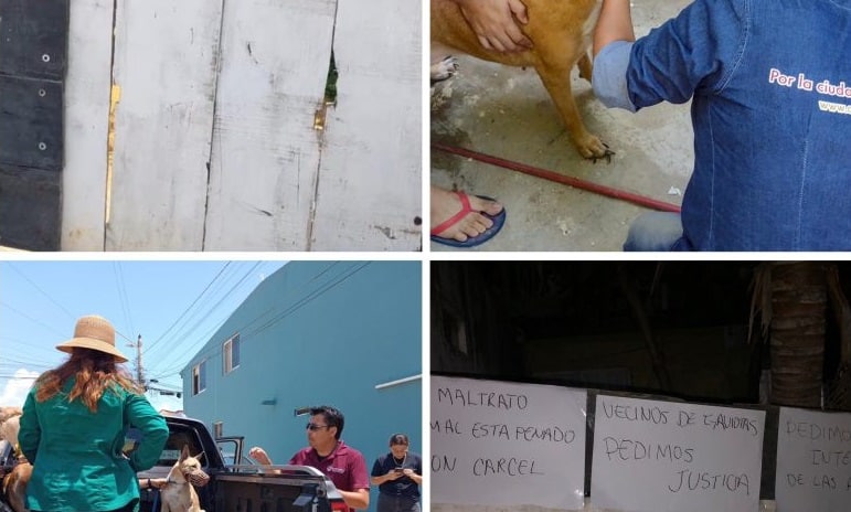 Familia en Coatzacoalcos seÃƒÂ±alada por maltrato animal persistente