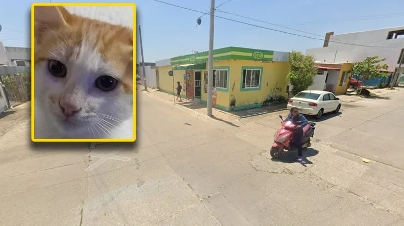 Familia ofrece recompensa por gatito perdido en Coatzacoalcos