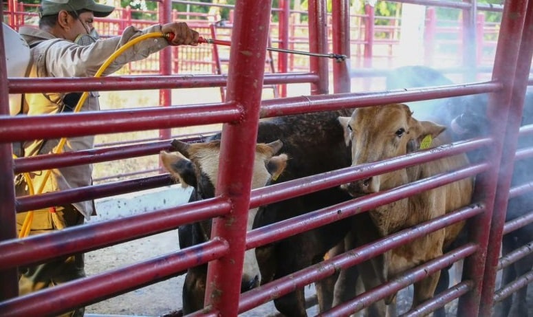 Ganaderos de Coatzacoalcos alertan sobre el gusano barrenador