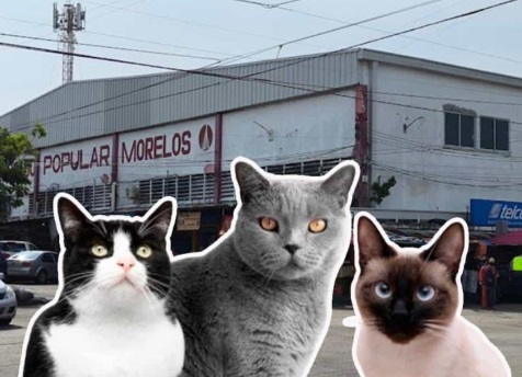 Gatos invaden mercado Morelos y afectan a locatarios