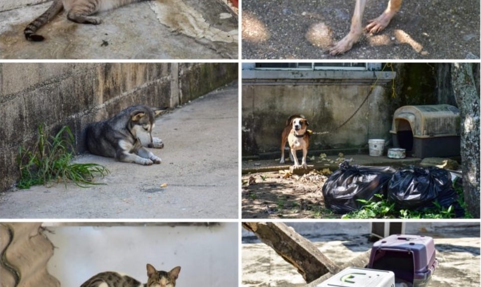 Gobierno de Coatzacoalcos refuerza bienestar animal con visitas
