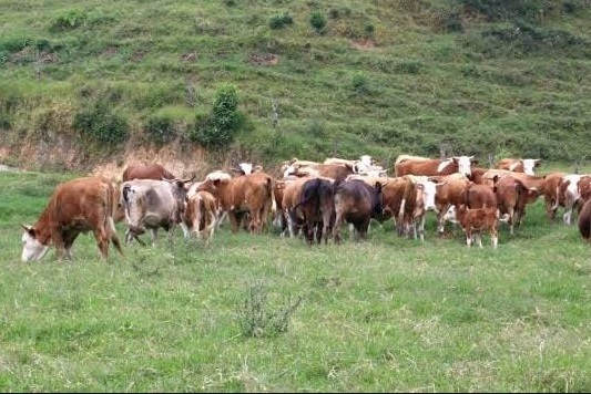 Gusano barrenador no afecta calidad de carne en Coatzacoalcos