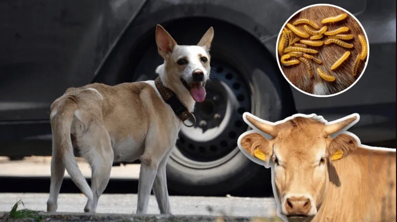 Gusano barrenador pone en riesgo a mascotas de Coatzacoalcos