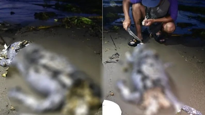 Hallan restos de cocodrilo en playa de Coatzacoalcos