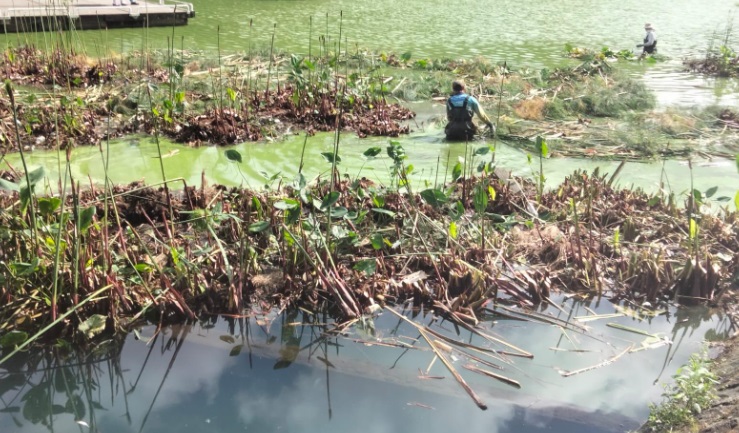 Humedal flotante en Xalapa reduce la contaminación ambiental