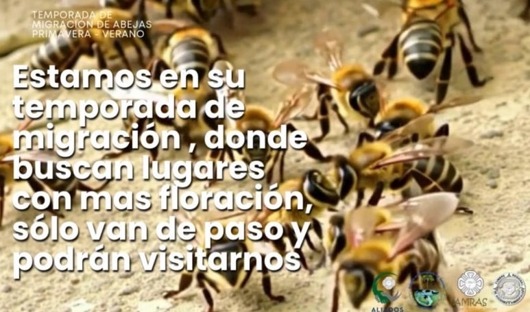 Instruyen a evitar molestar a las abejas en Coatzacoalcos