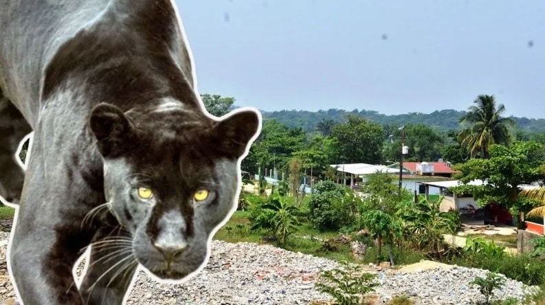 Jaguar negro en peligro de extinciÃƒÂ³n llega a Coatzacoalcos