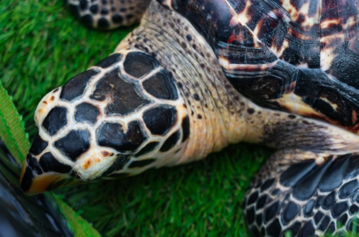 Liberan tres tortugas marinas en colaboraciÃƒÂ³n con PROFEPA