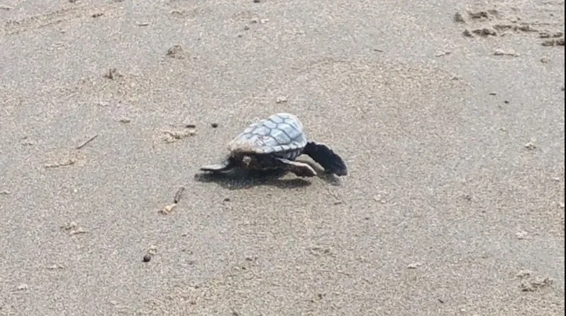 Nacen mÃƒÂ¡s de 60 crÃƒÂ­as de tortuga marina en Coatzacoalcos