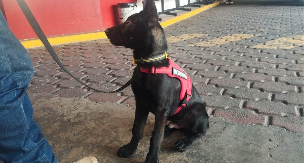Nuevo integrante se une a la Cruz Roja Veracruz