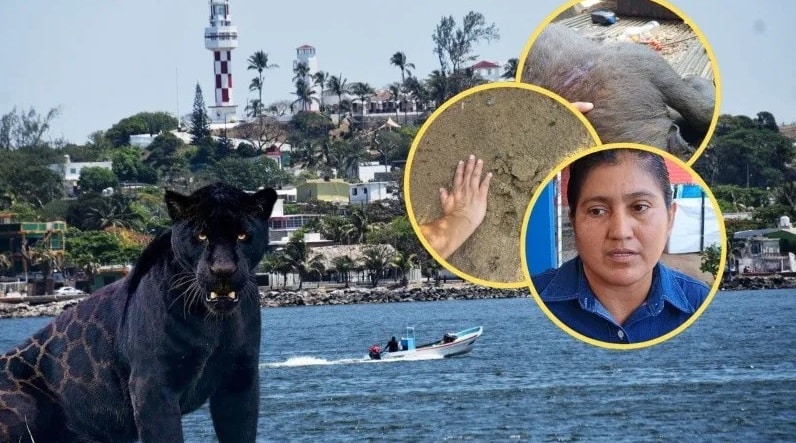 Operativo para capturar jaguar negro tras avistamientos en Villa Allende
