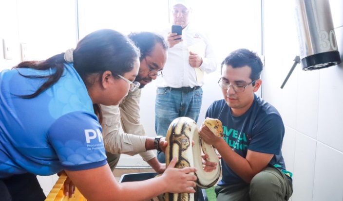 PitÃƒÂ³n de 4.6 metros reubicado exitosamente en Naturalia