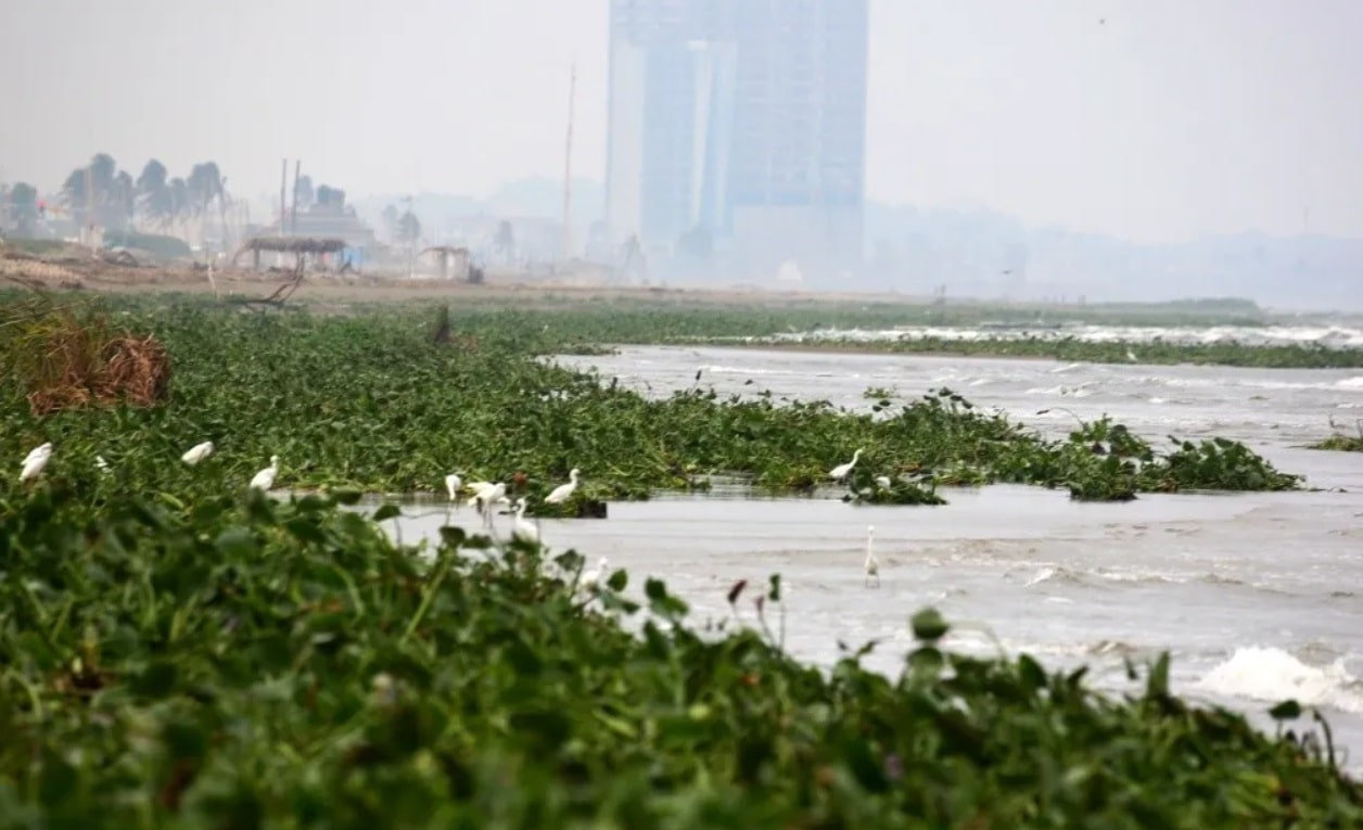 Playa de Coatzacoalcos cubierta de lirio acuÃƒÂ¡tico tras frente frÃƒÂ­o