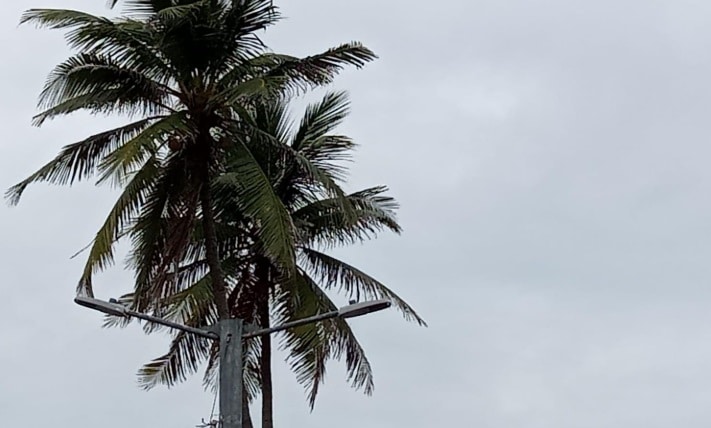 Poda inadecuada de ÃƒÂ¡rboles en Veracruz afecta ÃƒÂ¡reas verdes