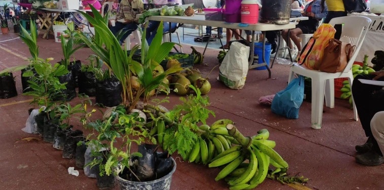 Productores de Sembrando Vida destacan en feria de Villa Allende