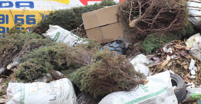 Productores pierden pinos en la basura por falta de ventas