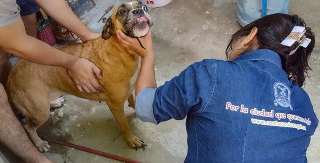 ProtecciÃƒÂ³n Animal de Coatzacoalcos aclara situaciÃƒÂ³n de perrito rescatado