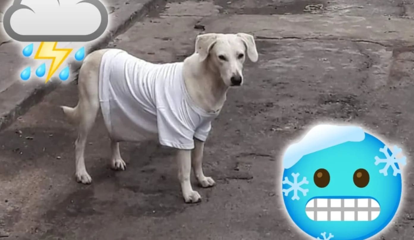 Protege a tu perro del frÃƒÂ­o en Coatzacoalcos