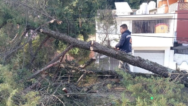 Rachas de viento derriban ÃƒÂ¡rboles y ramas en Xalapa