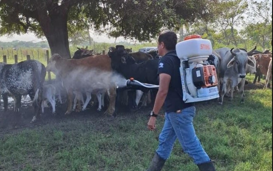 Recuperan ganado afectado por gusano barrenador en Las Barrillas