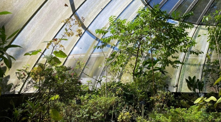 Recuperan mariposario del JardÃƒÂ­n BotÃƒÂ¡nico tras vandalismo