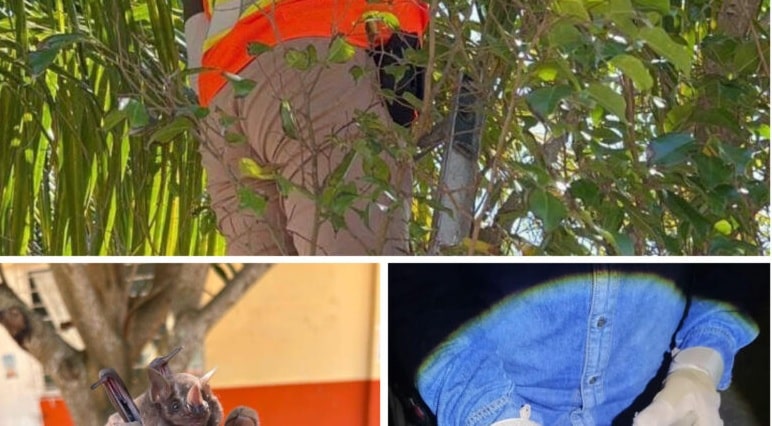 Rescatan murciÃƒÂ©lago y cocodrilo en Coatzacoalcos