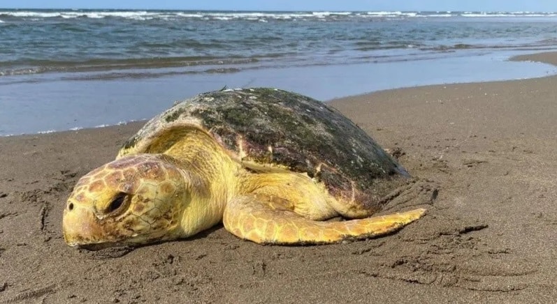 Rescatan tortuga caretta en playas de Coatzacoalcos