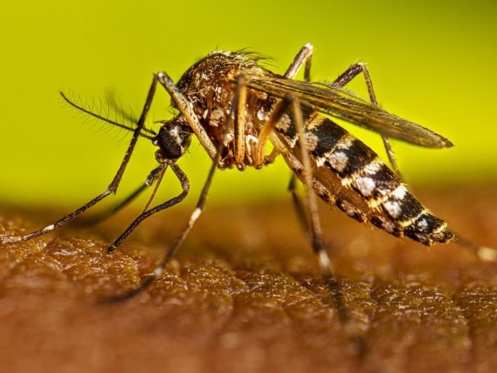 San AndrÃƒÂ©s Tuxtla lanza campaÃƒÂ±a intensiva contra el dengue
