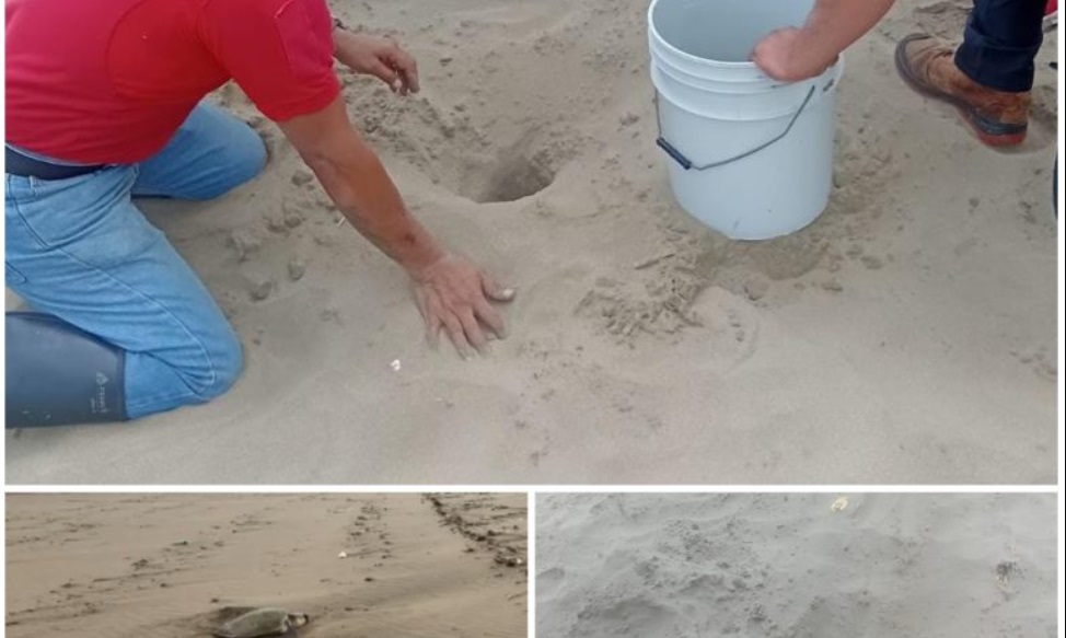 Tortuga desova en Coatzacoalcos: 89 huevos resguardados con éxito