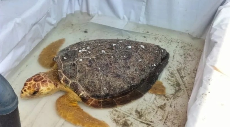 Tortuga enferma hallada en Coatzacoalcos lucha por sobrevivir