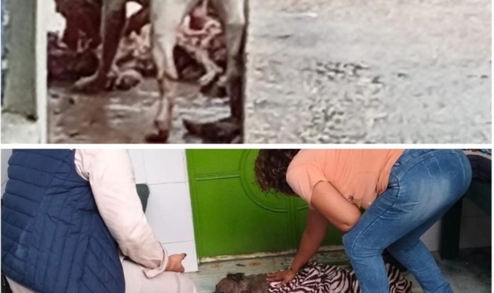Vecinos alertan sobre peligroso pitbull en Colonia Obrera